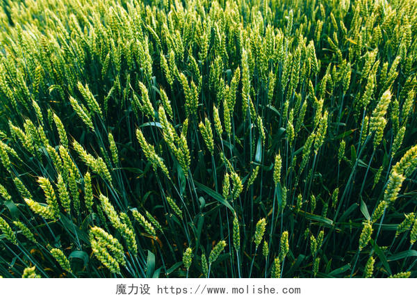 麦田夏天长有麦穗的绿地二十四节气24节气小满
